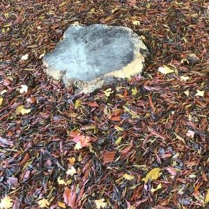 Muswell Hill Primary School JungleMulch installation